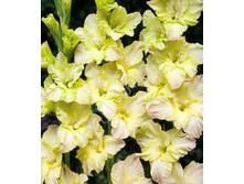 ��������� ������� (Bridget) ���-�� � �������� 10 ��., ���� �� �������� 85 ���..jpg