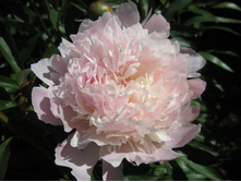 ���� ����� 226,8�.jpg