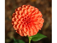 �������� ���� ��� (Safe Shot) ���-�� � �������� 1 ��., ���� �� �������� 74,50 ���..jpg