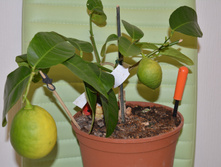 DSC 0016.JPG