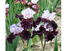 Evening Drama-6,58.jpg