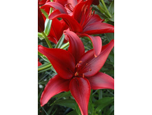 ����� ���� ��� (Black Out) ���-�� � �������� 5 ��., ���� �� �������� 110 ���..jpg