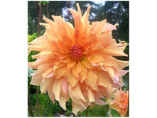 �������� ��� ������ (Big Brother) ���-�� � �������� 1 ��., ���� �� �������� 75 ���..jpg