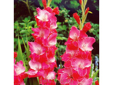 ��������� ��� ������ (Eva Puixeu) ���-�� � �������� 10 ��., ���� �� �������� 80 ���..jpg