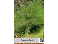 ������ Gynlim ���� 82� �� 1 ��