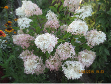 ��������� ����������� ������ ����� - 200 ���