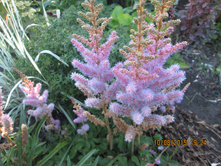 �������� ���������  'Pumila' - 70 ���