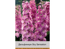 ���������� Sky Sensation ���� 1 �� 183�.00�