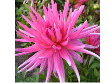 �������� ��� ������ (Blue Record) ���-�� � �������� 1 ��., ���� �� �������� 75 ���..jpg