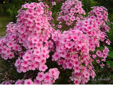 ����� ���� ������ (Miss Pepper) ���-�� � �������� 1 ��., ���� �� �������� 50 ���..jpg