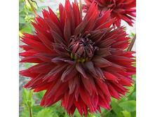 �������� ���� ��� (Black Touch) ���-�� � �������� 1 ��., ���� �� �������� 75 ���..jpg