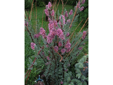 ���������� ������������