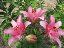 ����� �������� ���. ����.jpg