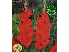 ��������� ������ (Vuelta) ���-�� � �������� 10 ��., ���� �� �������� 80 ���..jpg