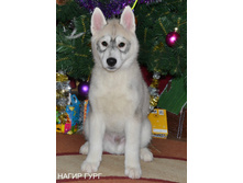 ����� ����.jpg