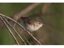 ������� ���������.jpg