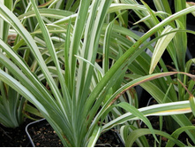 ������ (���)