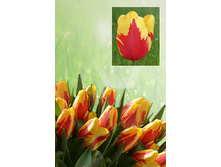 ������� ����  39 ���.  ����� ������ 10 ��!!!