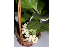 ���� Pachyclada(����) �