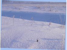 2016-01-16 01 cr.jpg