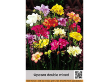 ������ double mixed ���� 1 �� 6�