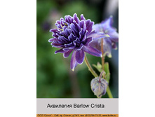 ��������� Barlow Crista ���� 1 �� 40�