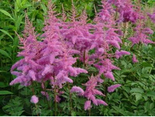 �������� ������� (Amethyst ) ���-�� � �������� 1 ��., ���� �� �������� 69 ���..jpg