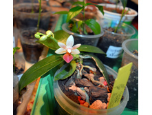 ����-���������� Phalaenopsis Fantasy Music