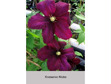 �������� Niobe ���� 1 �� 150�