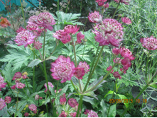 ��������� ���� ���� -80 ���