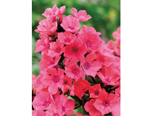 ����� ������� (Windsor) ���-�� � �������� 1 ��., ���� �� �������� 49 ���..jpg