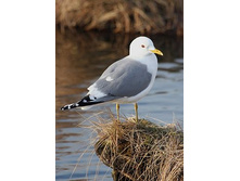 ����� �����.jpg