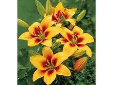 ����� ����� ��� ���. ���.jpg