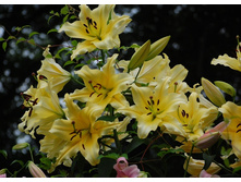 ����� ������ ���. ����.jpg