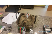 �������� �� ������ ... ���� ...