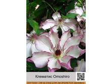 �������� Omoshiro ���� 1 �� 238�