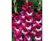 ��������� ��� ��� (Jo Jo) ���-�� � �������� 10 ��., ���� �� �������� 80 ���..jpg