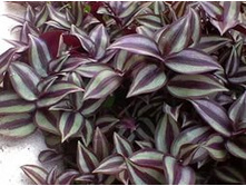 ������������ �������