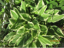 ����� �������������� (�L)