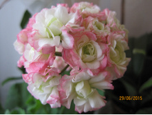 ���������� Appleblossom Rosebud.JPG