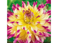 �������� ��� ��� (Zoey Rey) ���-�� � �������� 1 ��., ���� �� �������� 85 ���..jpg