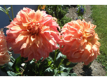 ������� ������ ������ (Moonlight Sonata) ���-�� � �������� 1 ��., ���� �� �������� 85 ���..jpg