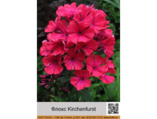 ����� Kirchenfurst ���� �� 1 �� 66�.00�.