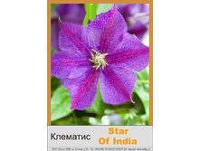 �������� Star of India ���� 1 �� 150�