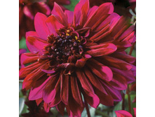 �������� ������ ������ (Jewel Purple) ���-�� � �������� 1 ��., ���� �� �������� 75 ���..jpg