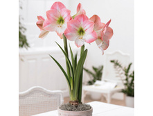 ��������� ���� ������� (Apple Blossom) ���-�� � �������� 1 ��., ���� �� �������� 249 ���..jpg