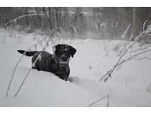 ������ �� ��������