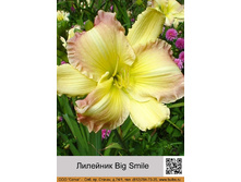 �������� Big Smile ���� �� 1 �� 175�.00�.