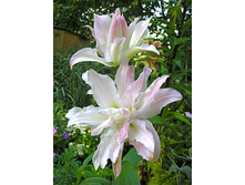 ����� ���� ���� (Miss Lucy) ���-�� � �������� 5 ��., ���� �� �������� 375 ���..jpg