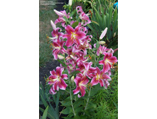 ����� ���������� ���. ����.jpg